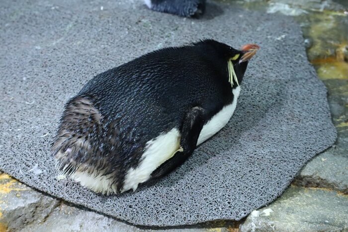 水族館アルバム 個人的にかわいいと思うペンギンのポーズbest5 ペンギン ぎょぎょさんぽ