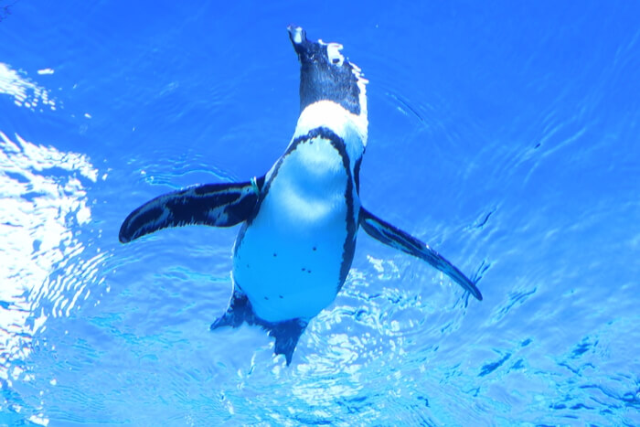 サンシャイン水族館のケープペンギン