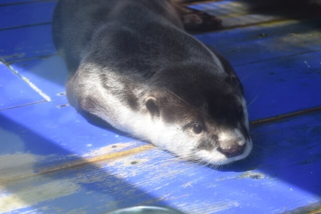 伊勢シーパラダイス 伊勢夫婦岩ふれあい水族館 を割引料金で楽しむ方法 ぎょぎょさんぽ