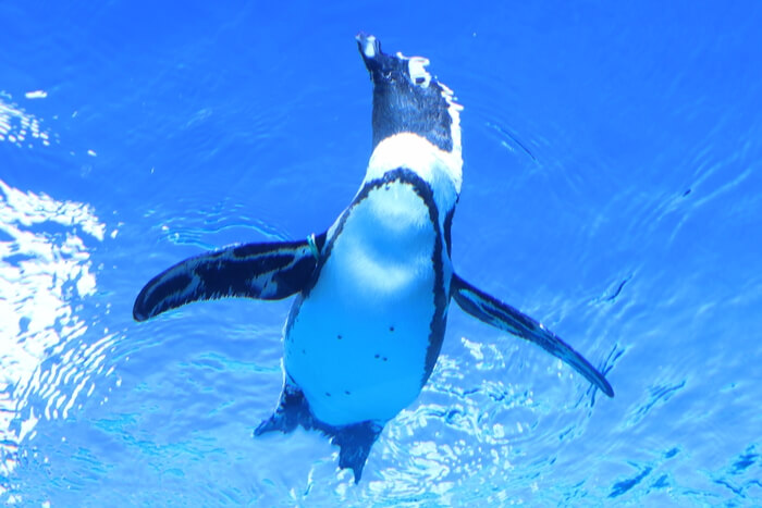 天空のペンギン