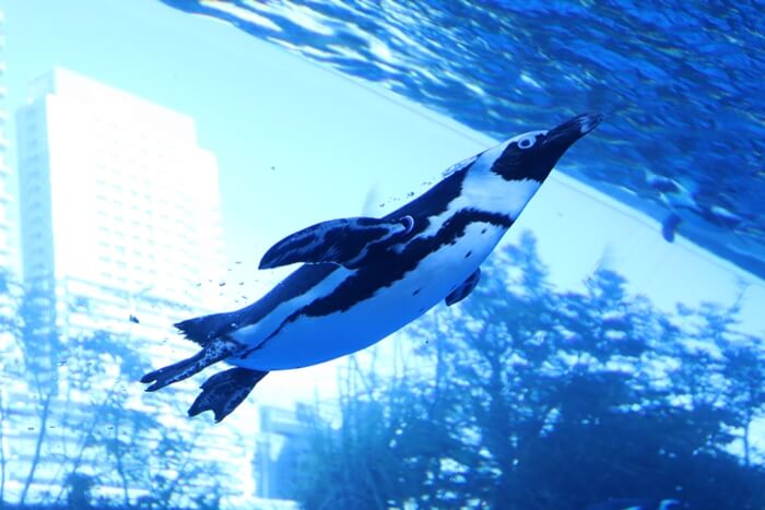 ケープペンギン