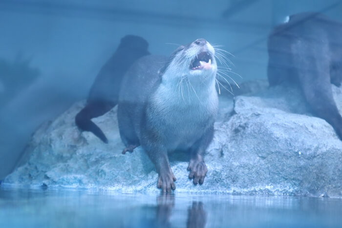 コツメカワウソ