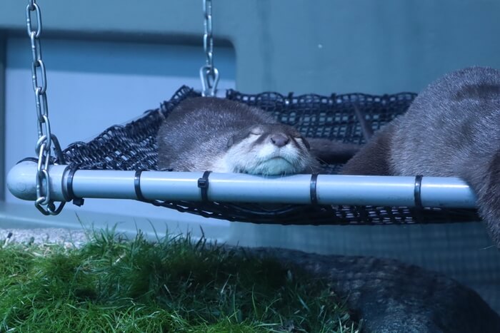 コツメカワウソ