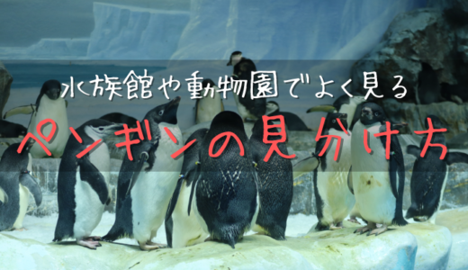 水族館で見られる11種類のペンギンたち ぎょぎょさんぽ