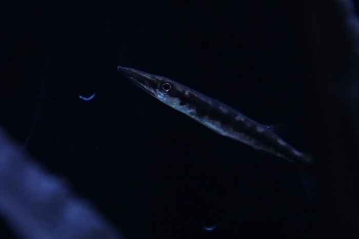 オニカマスの幼魚