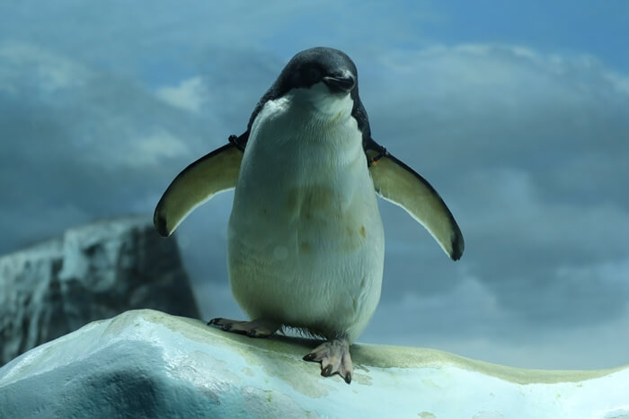 アデリーペンギン