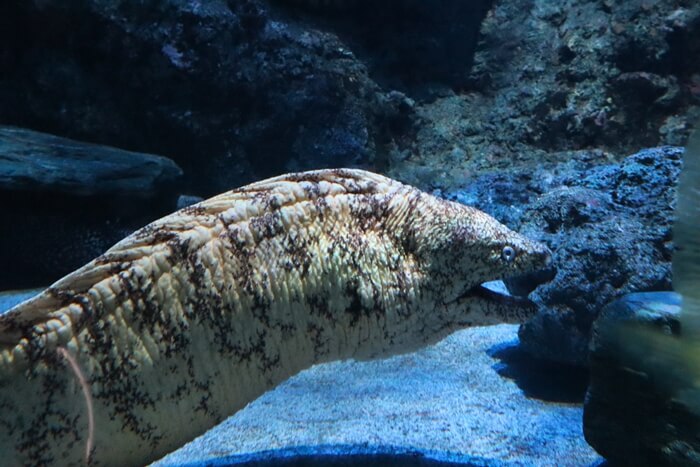 ウツボ