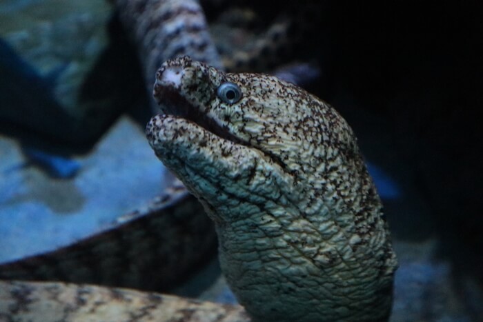 ウツボ