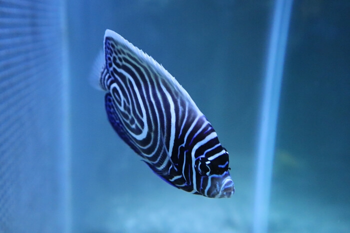 タテジマキンチャクダイ(幼魚)
