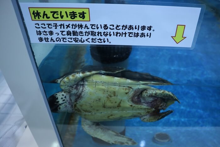 ウミガメの赤ちゃん