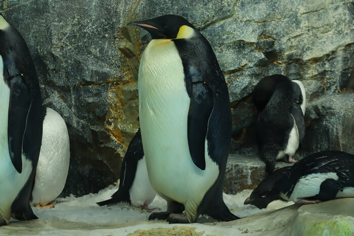 コウテイペンギン