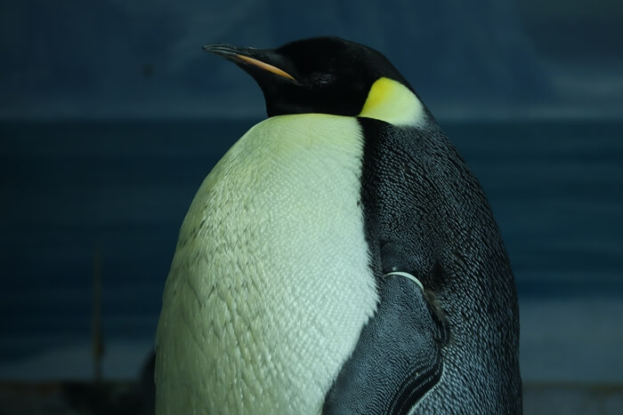2019年撮影のコウテイペンギン