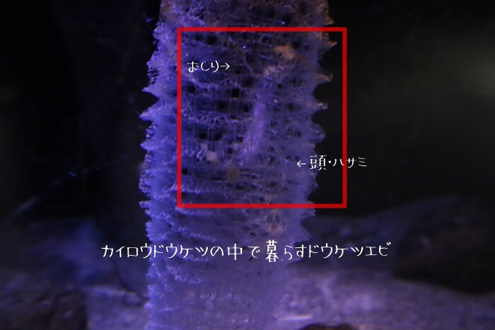 ドウケツエビ