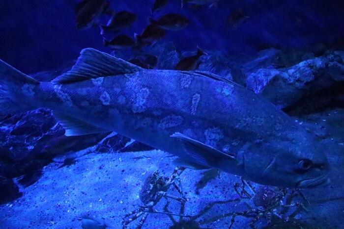 アブラボウズ