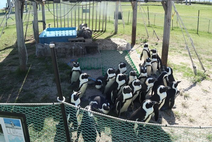 ケープペンギン