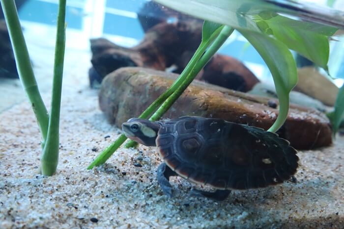 ニシキマゲクビガメ