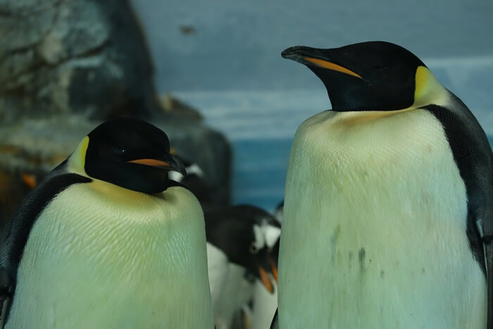 エンペラーペンギンのペア