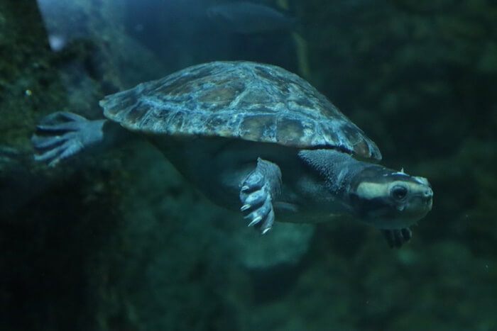 大人のニシキマゲクビガメ