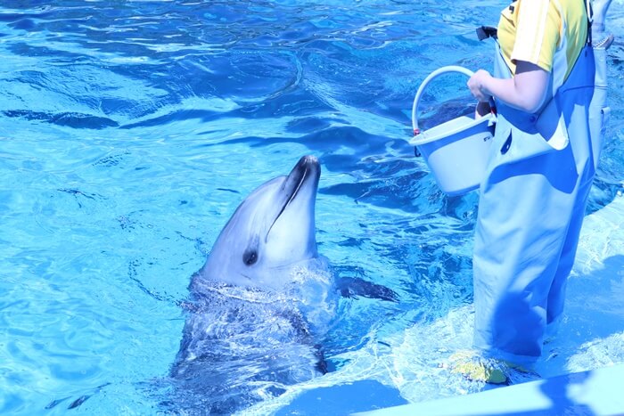 バンドウイルカ