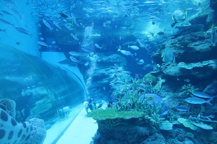 サンゴ礁大水槽