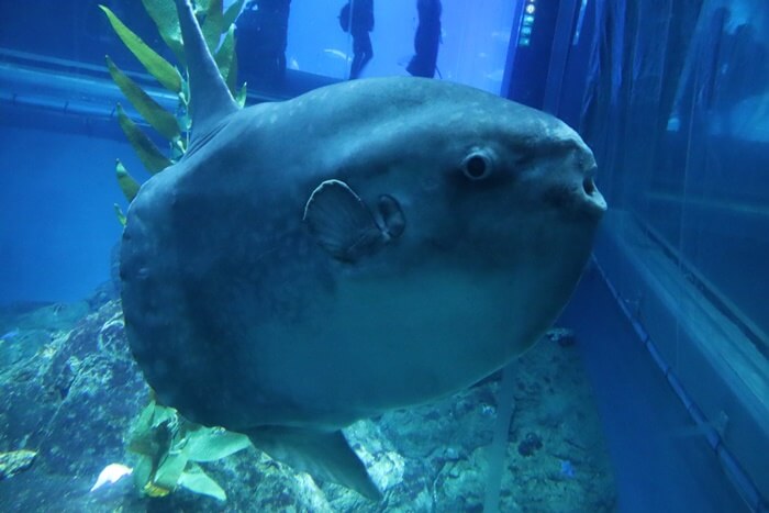 マンボウ(撮影:海遊館)