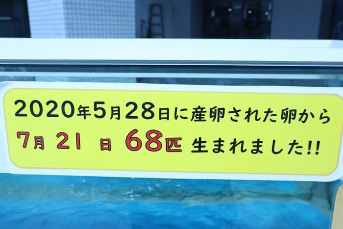 毎年生まれています