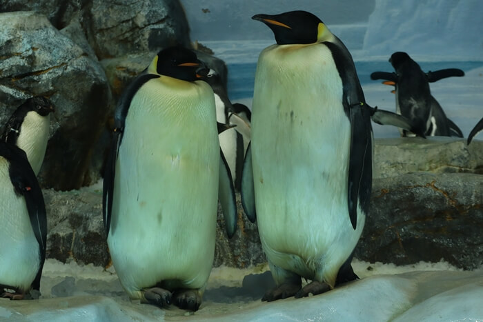 エンペラーペンギンのペア
