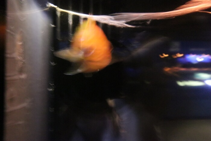 失敗した写真