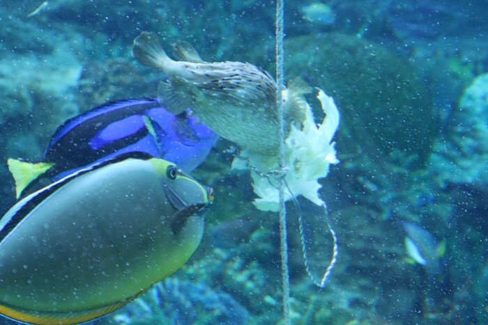エサを食べる魚たち