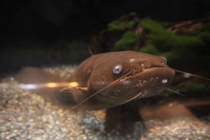 ナマズ