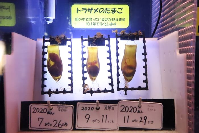 トラザメの卵