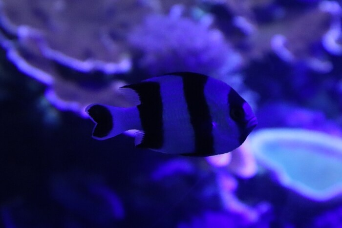 ヨスジリュウキュウスズメダイ