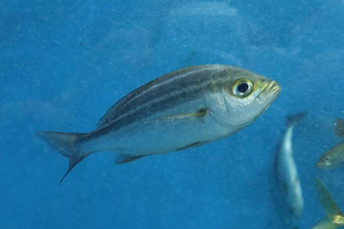 魚は何を考えている?