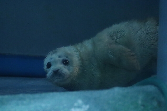 ゴマフアザラシの赤ちゃん