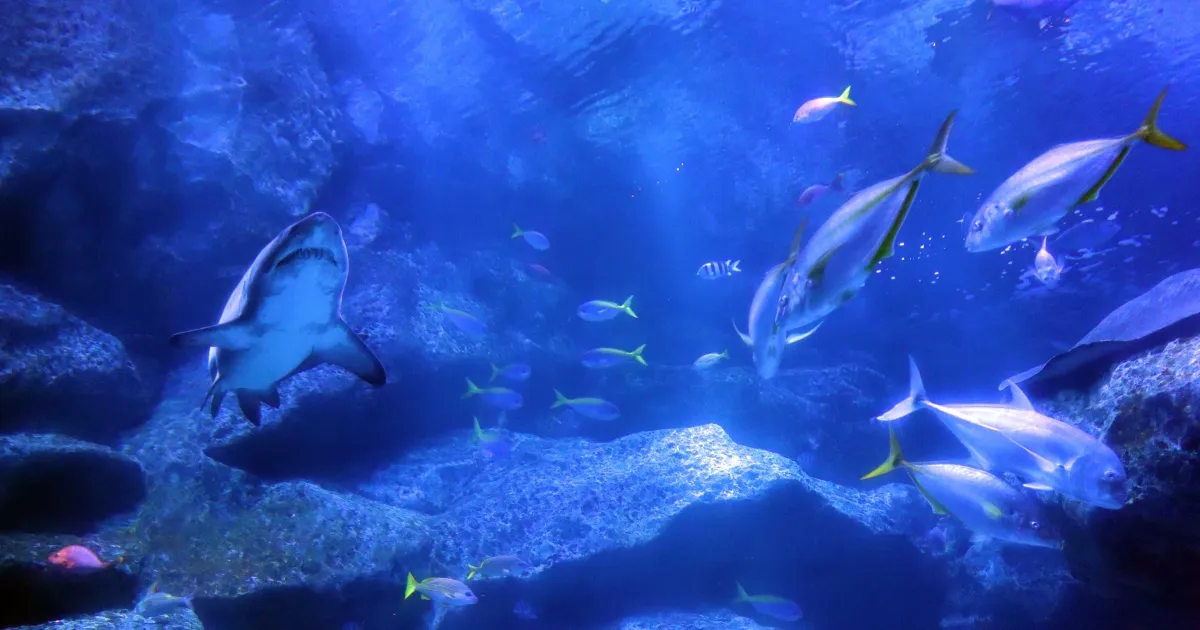 ❌水族館好き(❁ᴗ͈ˬᴗ͈)水族館の生き物 水族館の美しい生きものたち ―Aquarium Gradation―」銀鏡つかさ